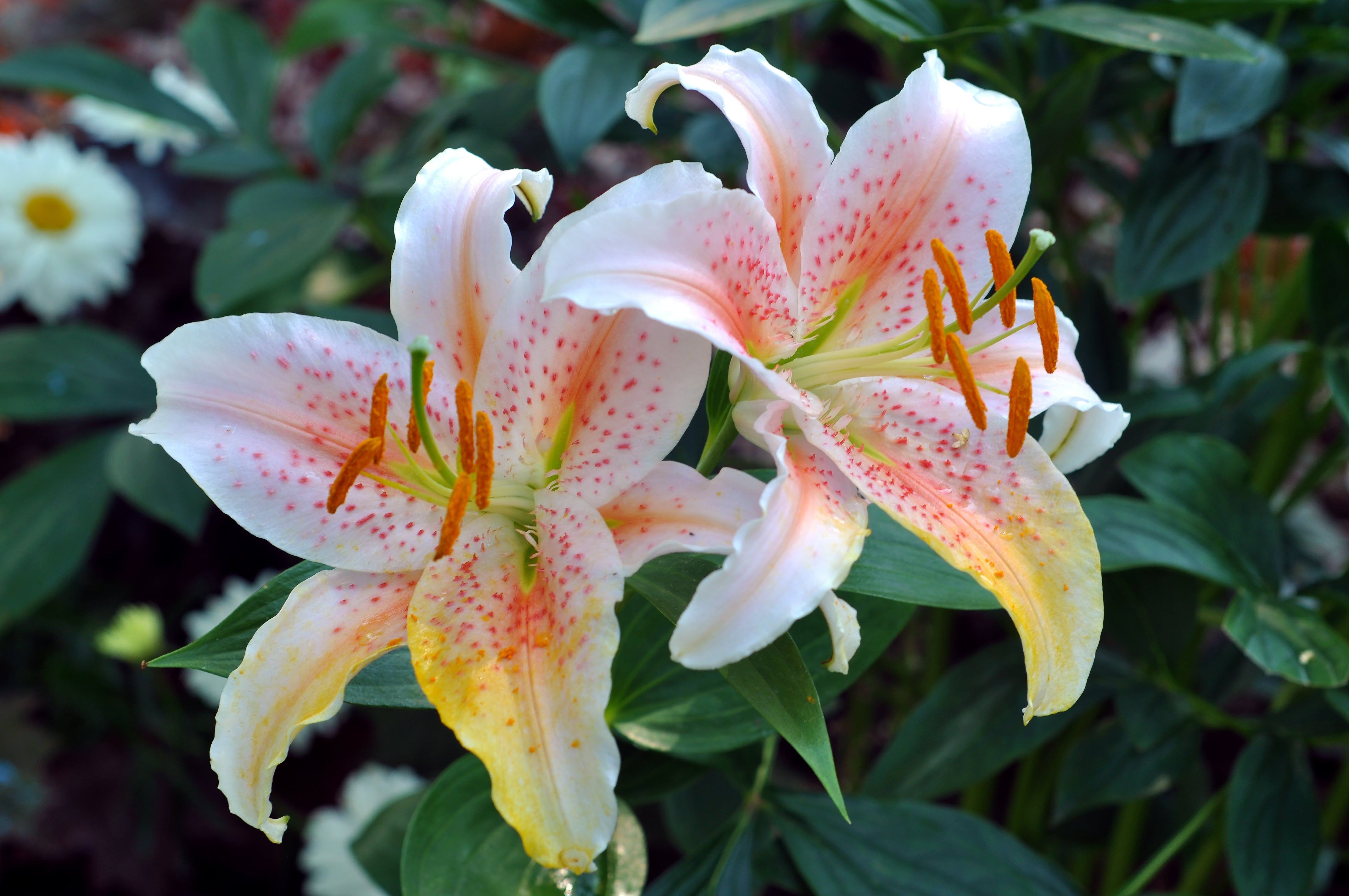 Entretien des bulbes de lys en pot pour des floraisons successives