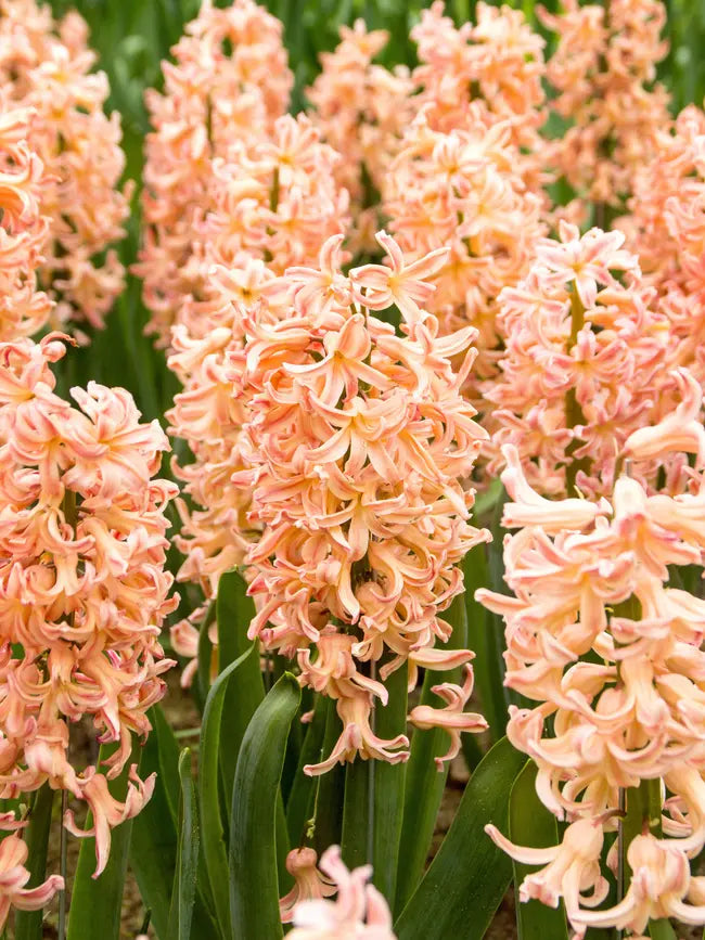 Collection Économique Bulbes De Jacinthes - Fleurs Printanières Parfumées Pour Jardin Et Pot