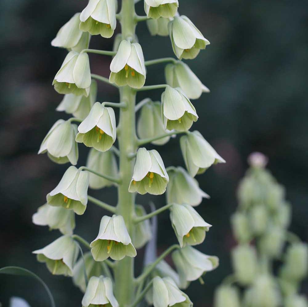Floramama_Ferme_Florale_Fritillaire_Ivory_Bells