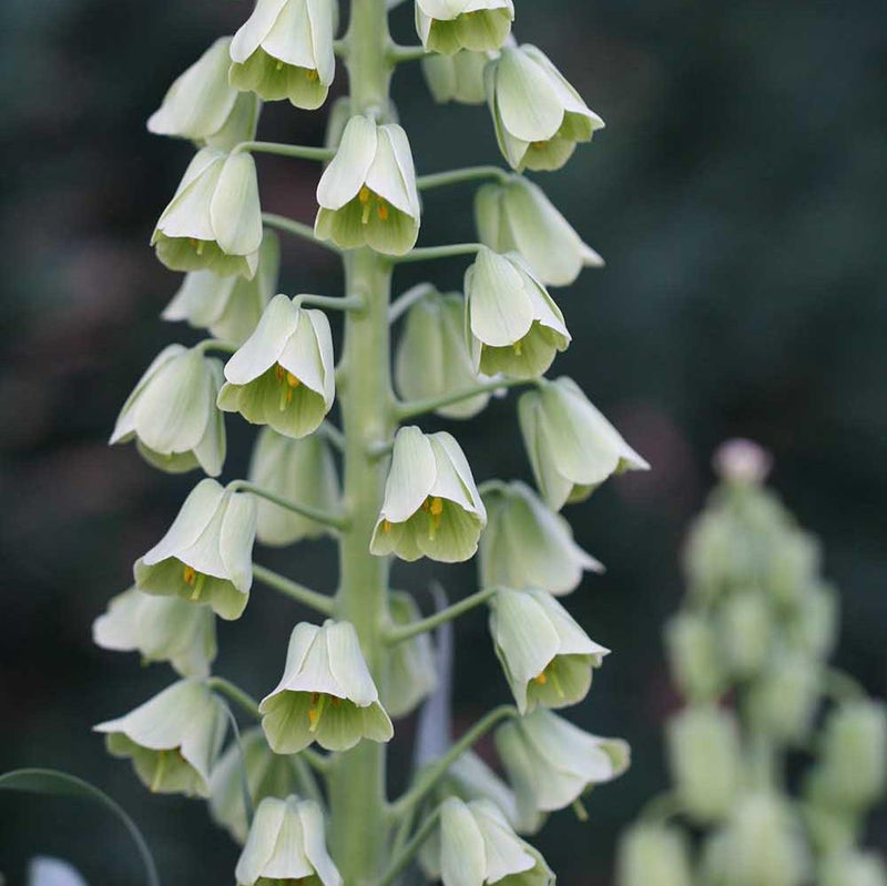 Floramama_Ferme_Florale_Fritillaire_Ivory_Bells