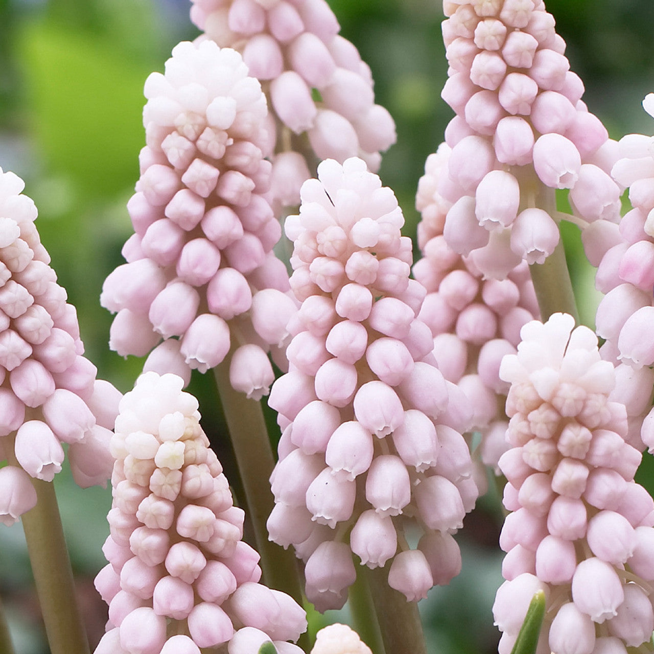 Floramama_Ferme_Florale_Muscari_Pink_Sunrise