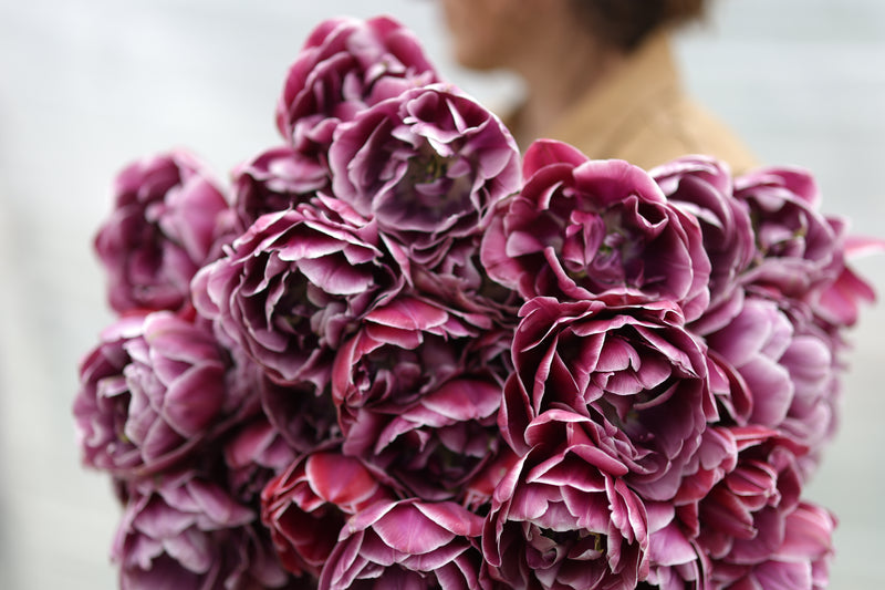 Floramama_Ferme_Florale_Tulipes_DreamTouch_Bouquet_Tulipes