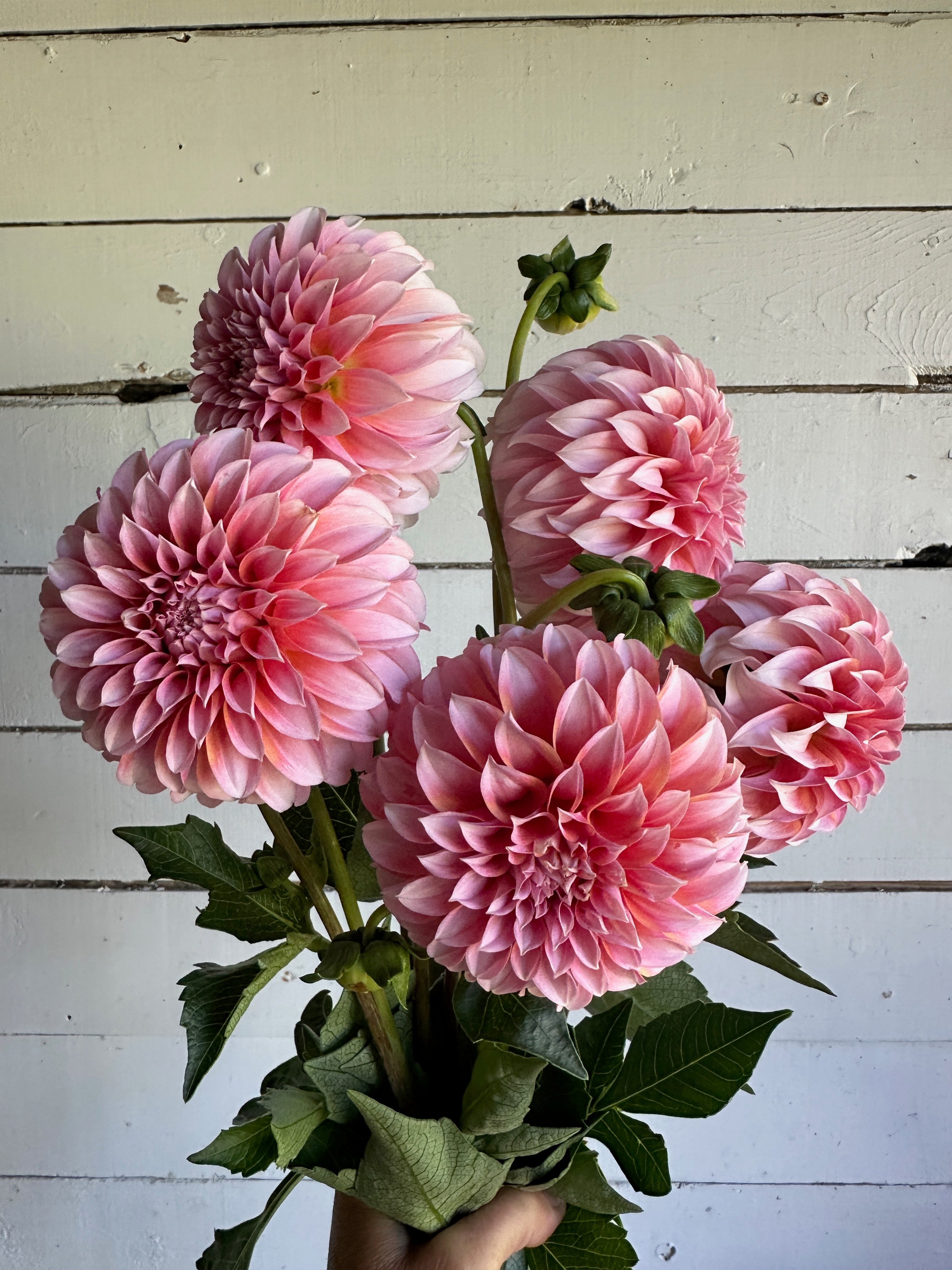 Peach n cream – Floramama