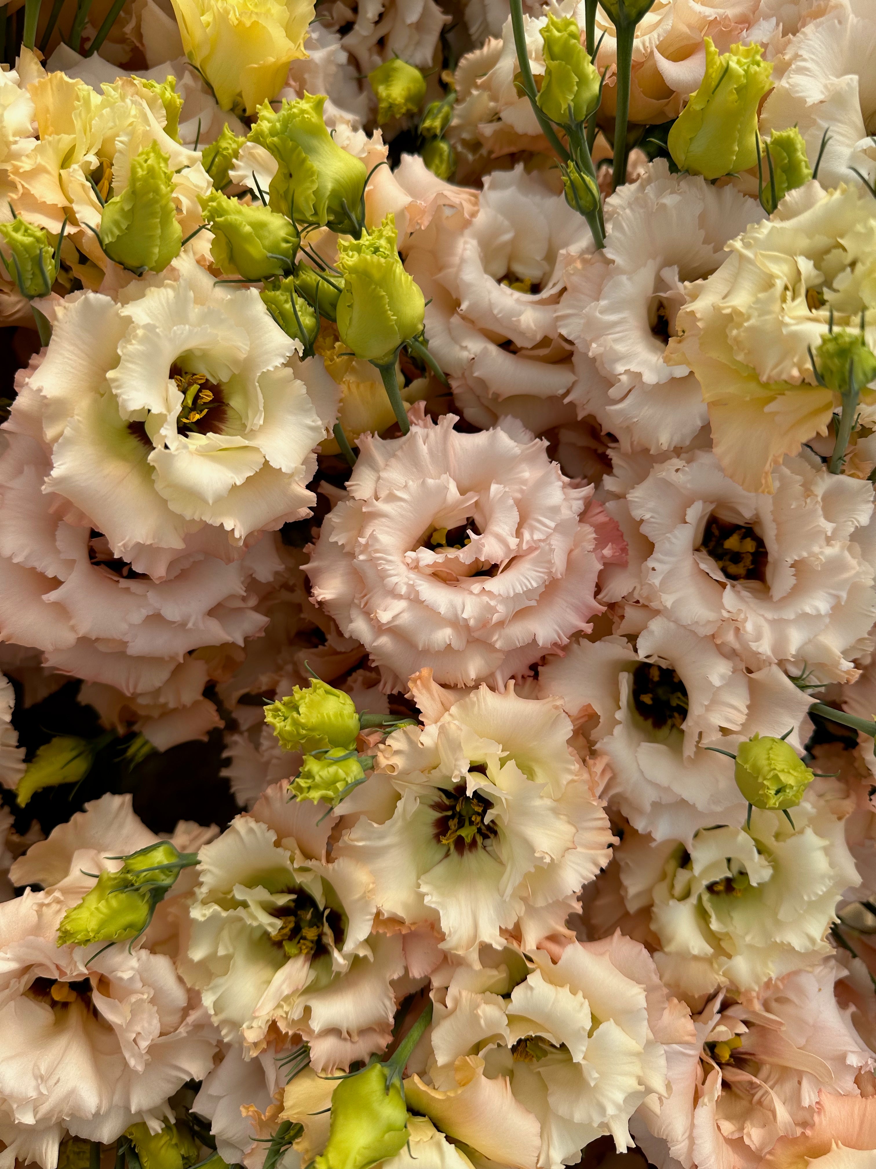 Lisianthus_Voyage_Apricot_F1_Floramama_Ferme_Florale