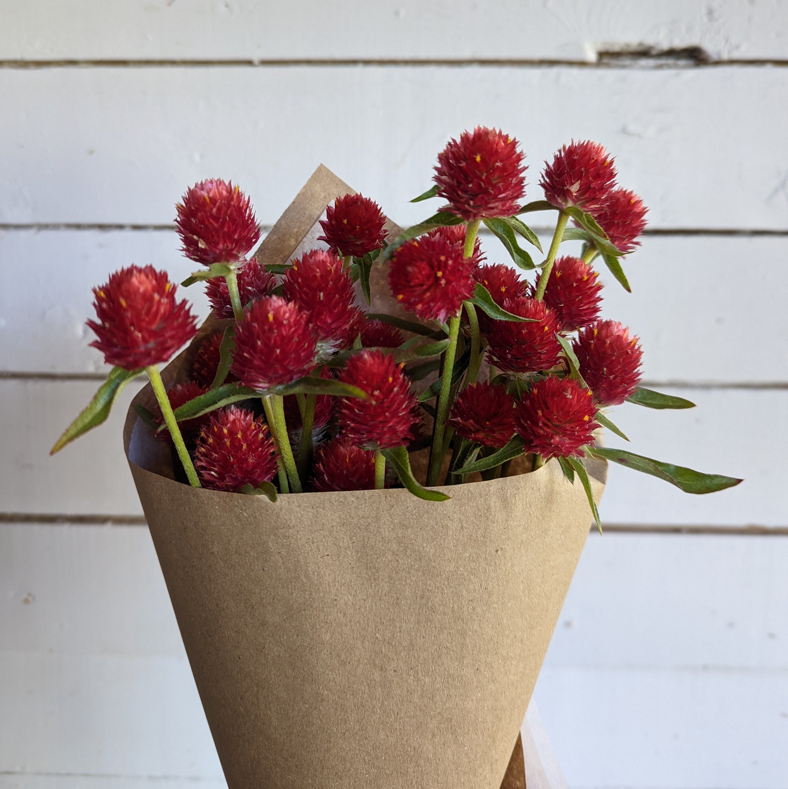 strawberry fields gomphrena seeds Gomphrena Strawberry Fields – Floramama