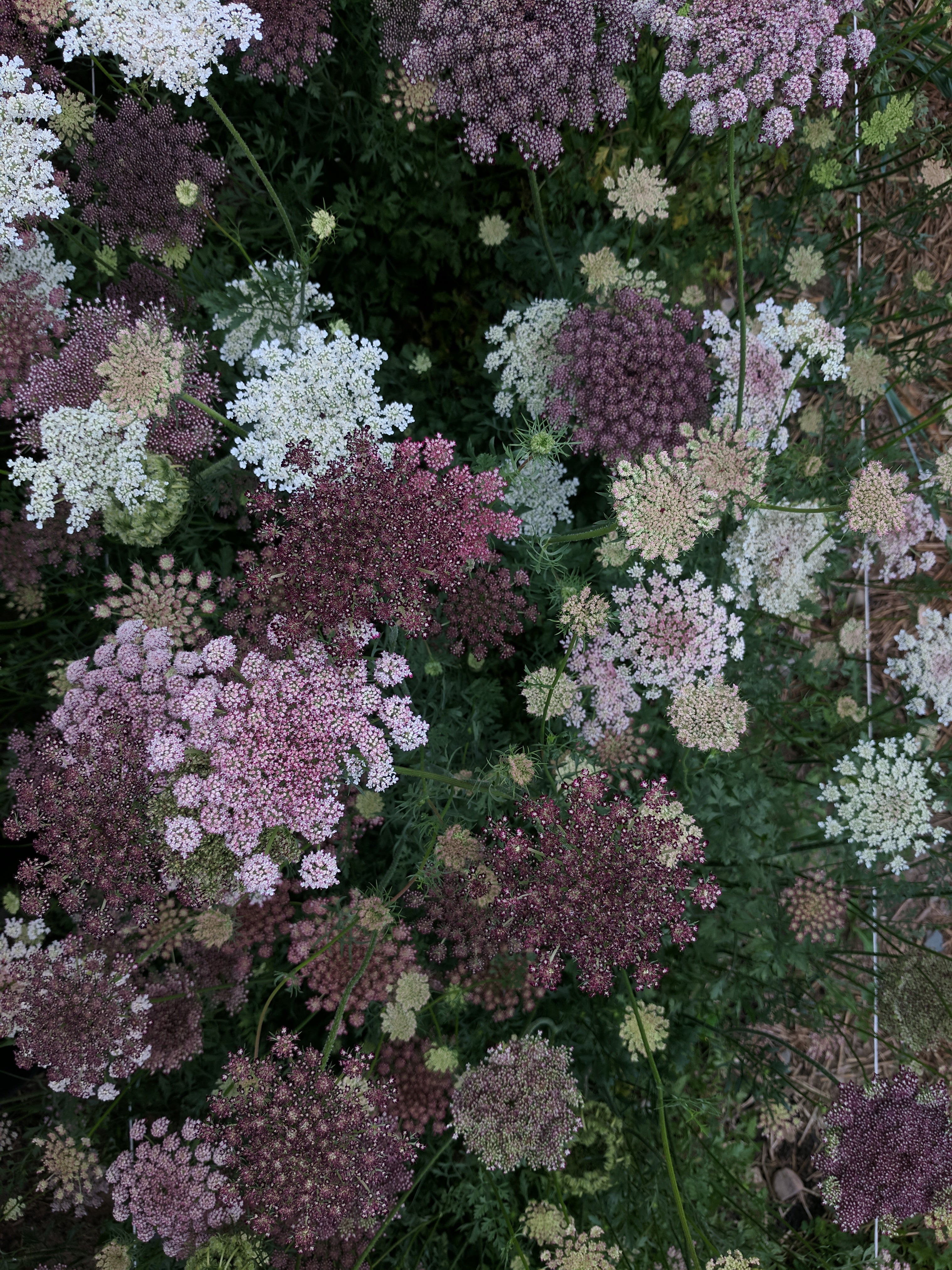Semences_Carotte_Ornementale_Purple_Kisses_Ferme_Florale_Floramama