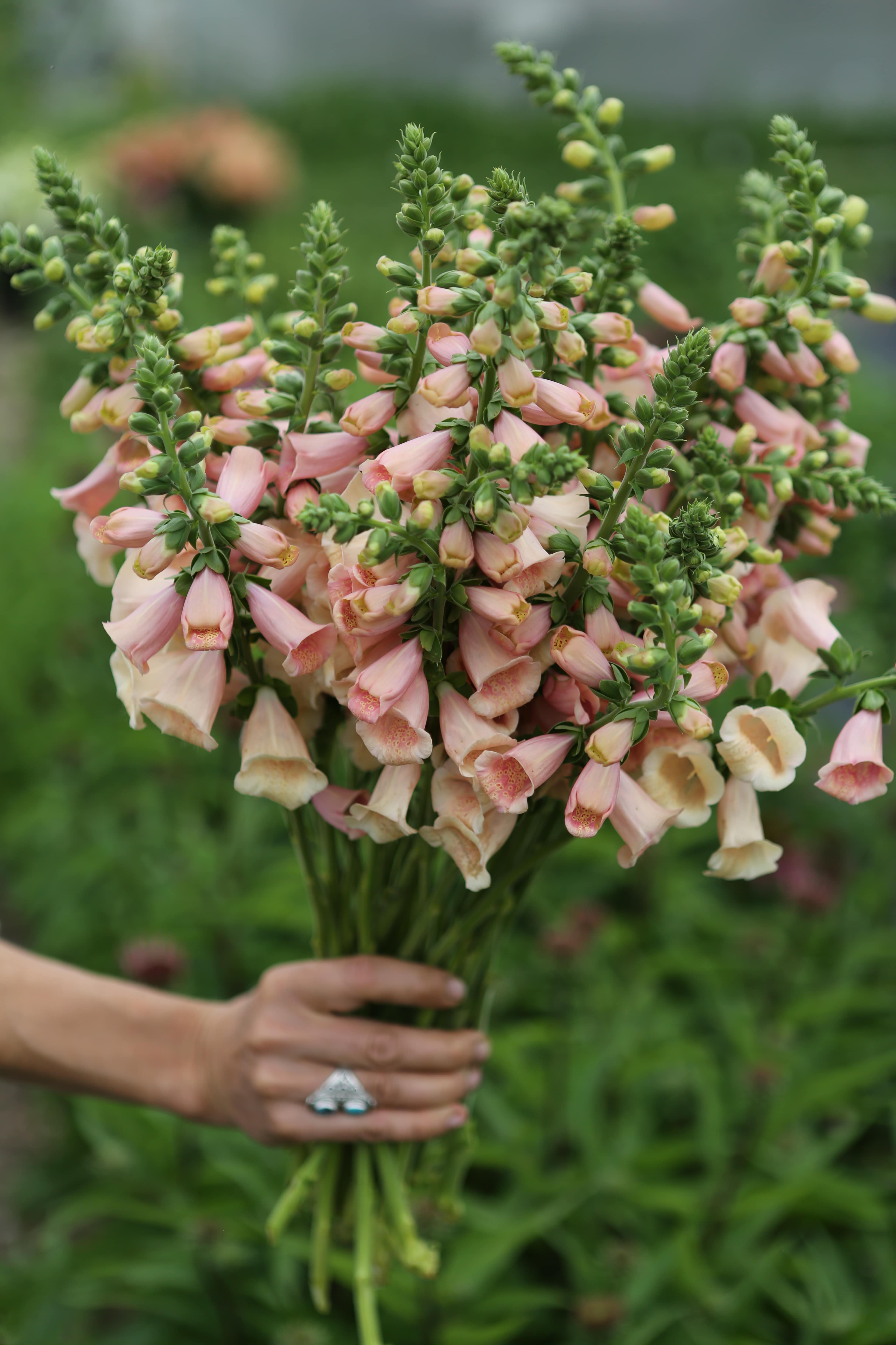 Semences_Digitale_Dalmatian_Peach_Ferme_Florale_Floramama