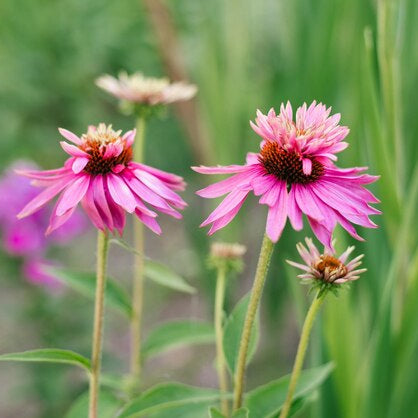 double echinacea seeds Echinacea Doubledecker – Floramama