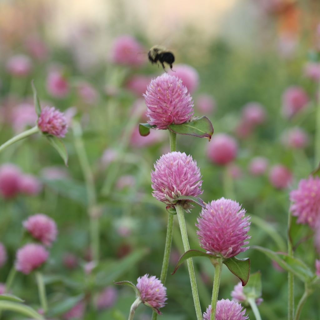 Gomphrena QIS™ Pink Floramama