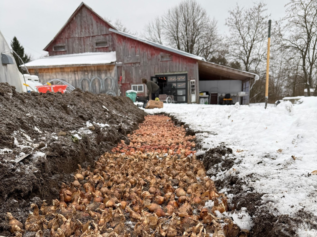 Planter des bulbes sous la neige, c’est possible!