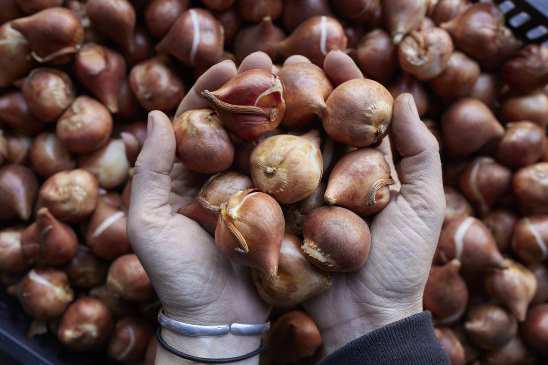 Bulbes d’automne : Comment les protéger des nuisibles ?