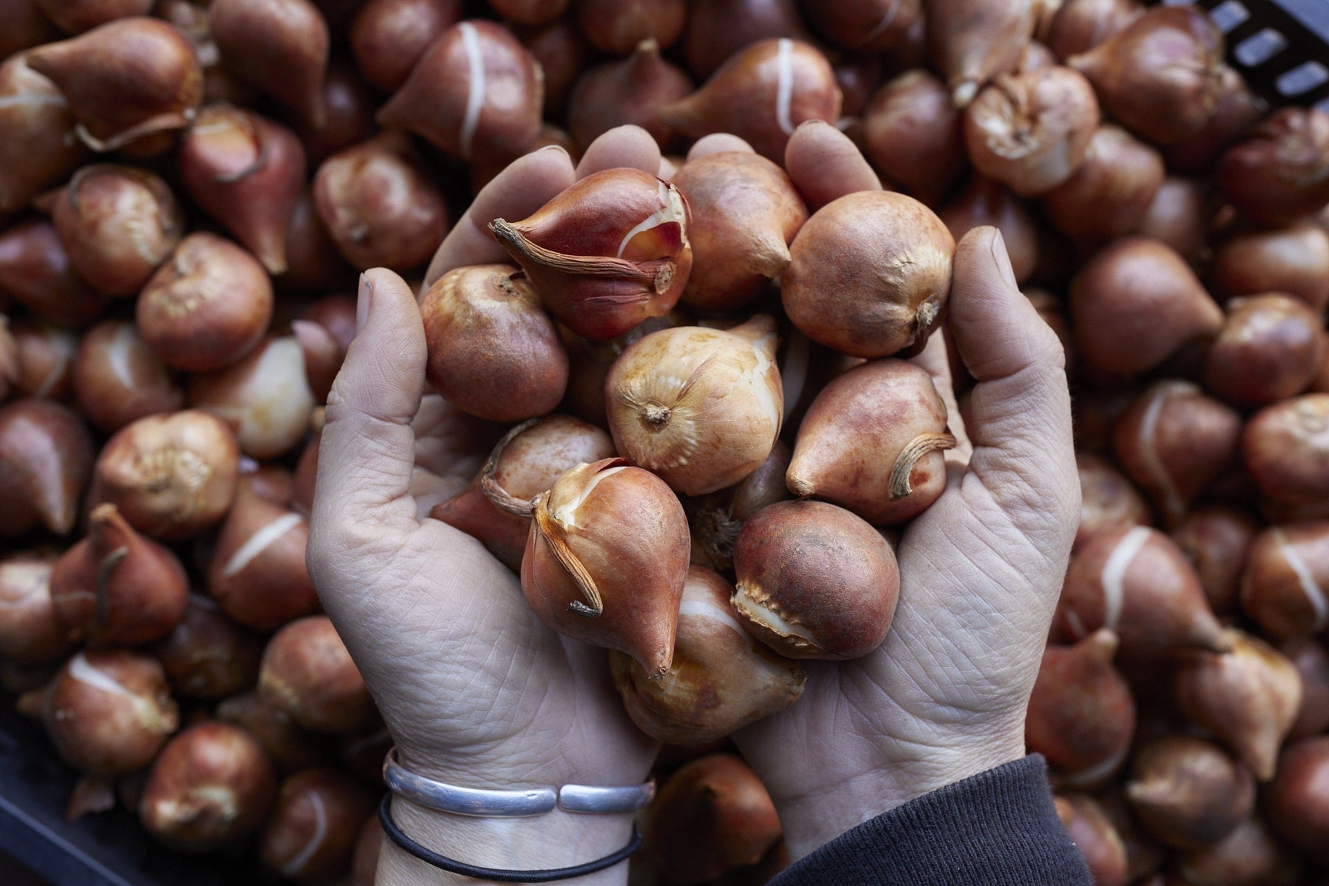 Bulbes d’automne : Comment les protéger des nuisibles ?