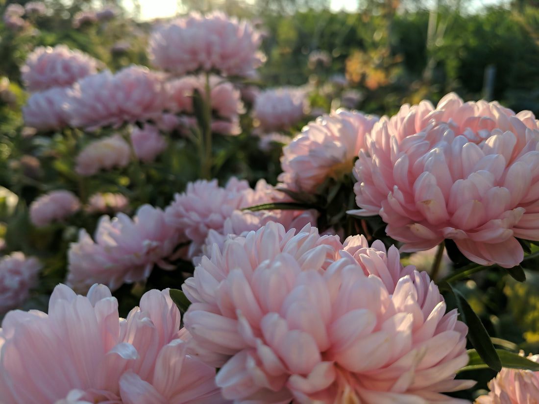 Cultiver des asters