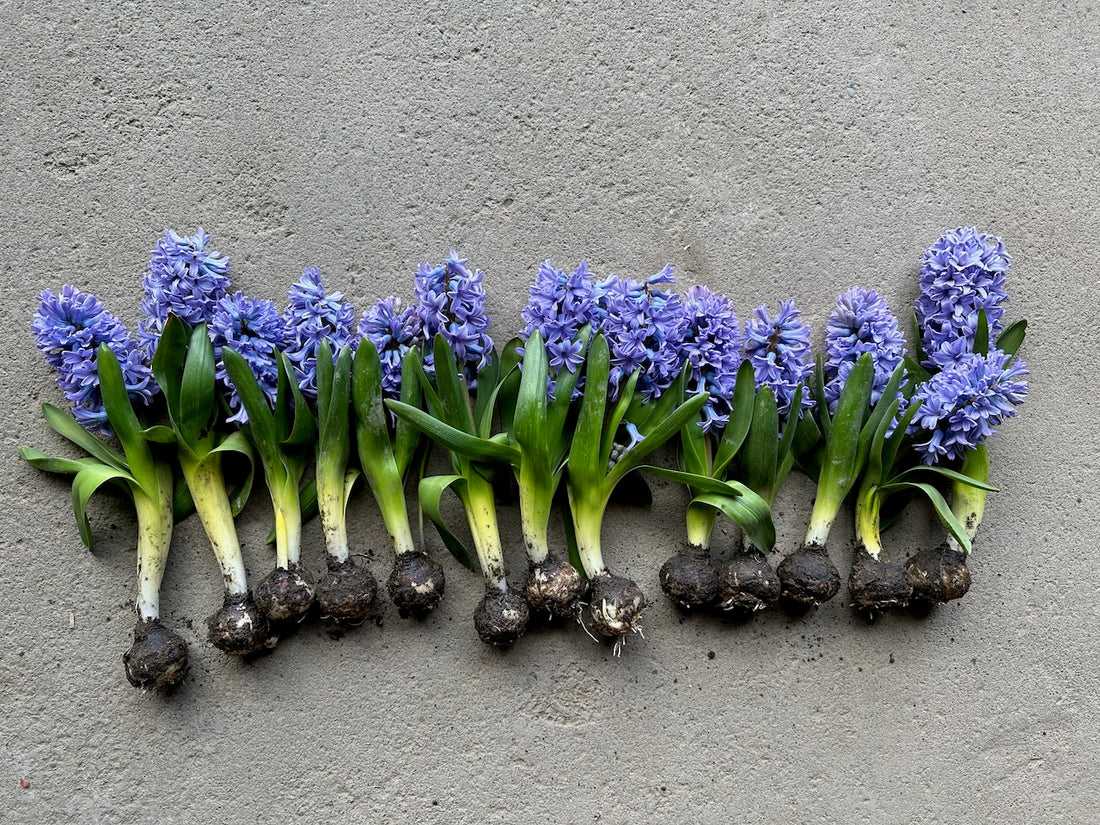 Floramama_Ferme_Florale_Jacinthe_Bulbes_Automnes_Floraison_Printanière