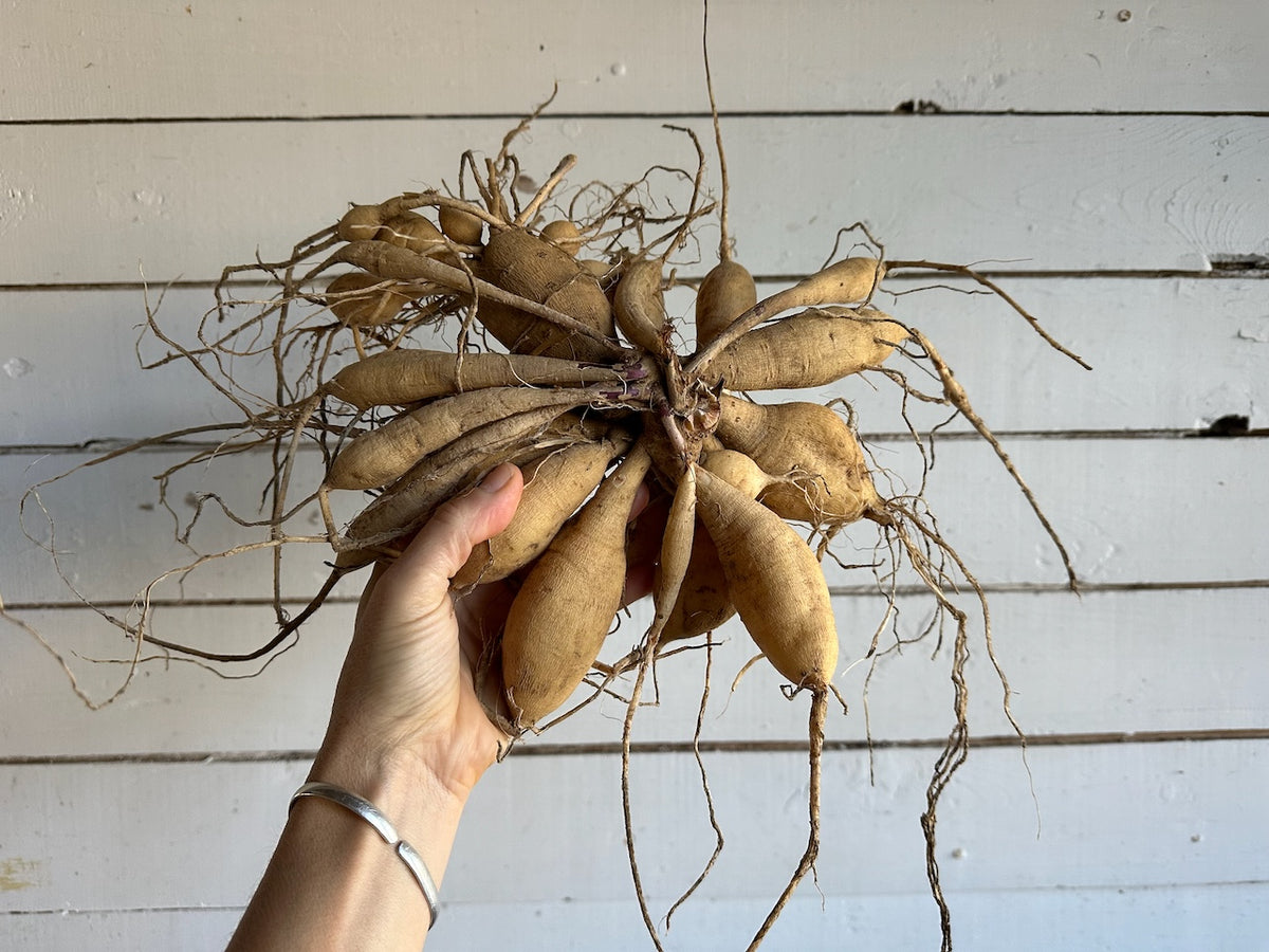 Tubercule Préparer vos tubercules de dahlia – Floramama