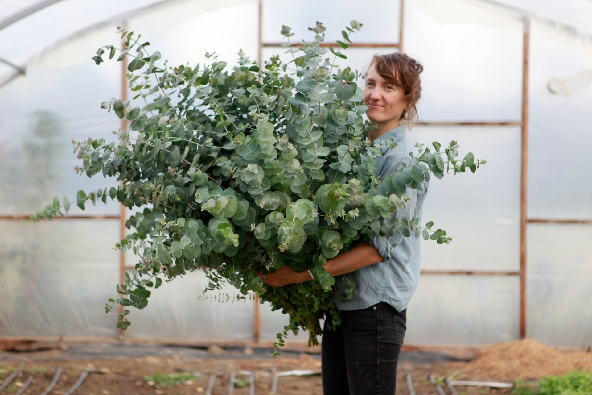 Cultiver de l'eucalyptus
