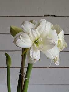 Tout savoir sur les amaryllis en pot