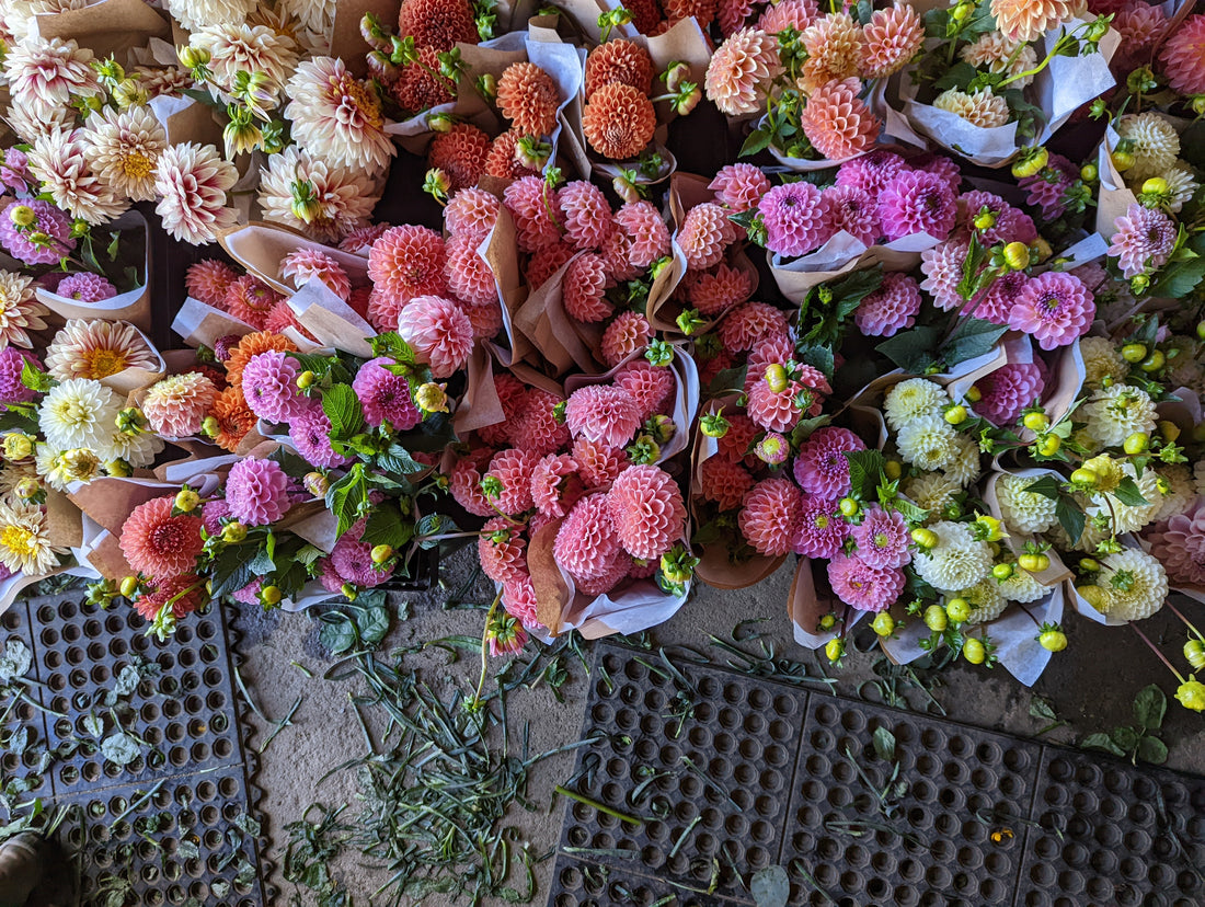 Cultiver des dahlias