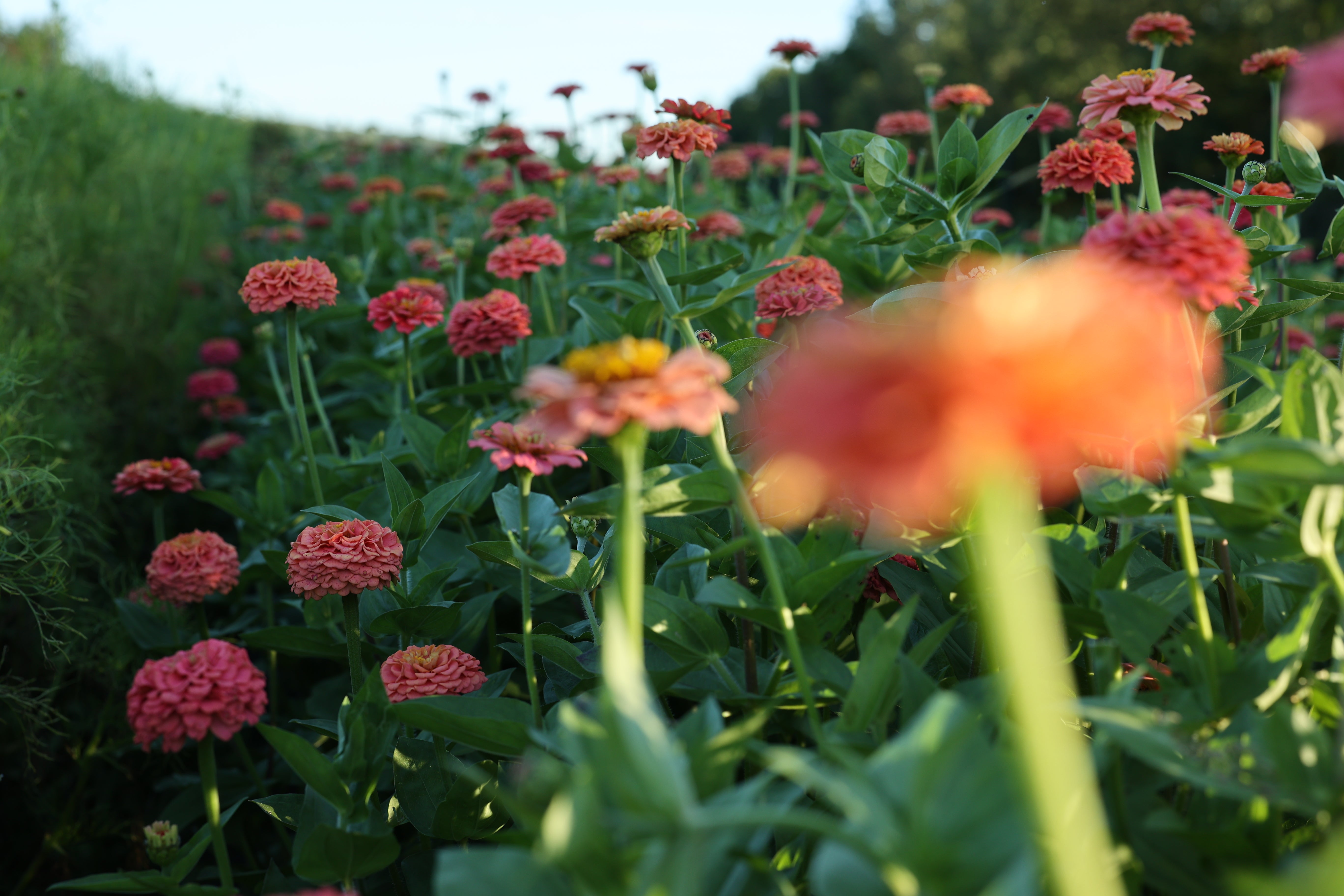 Cultiver des zinnias