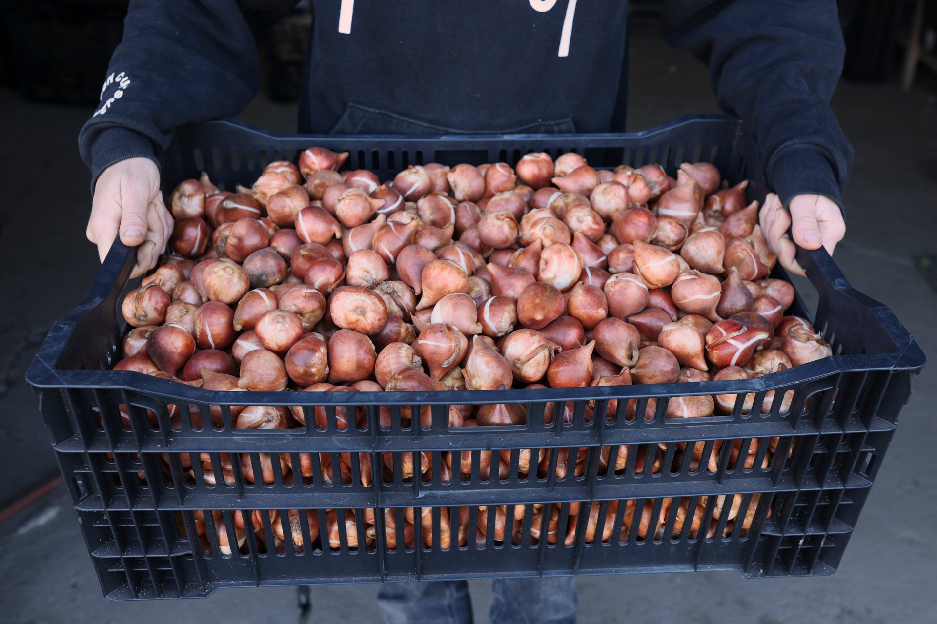 3 Méthodes Efficaces pour la Plantation de Bulbes