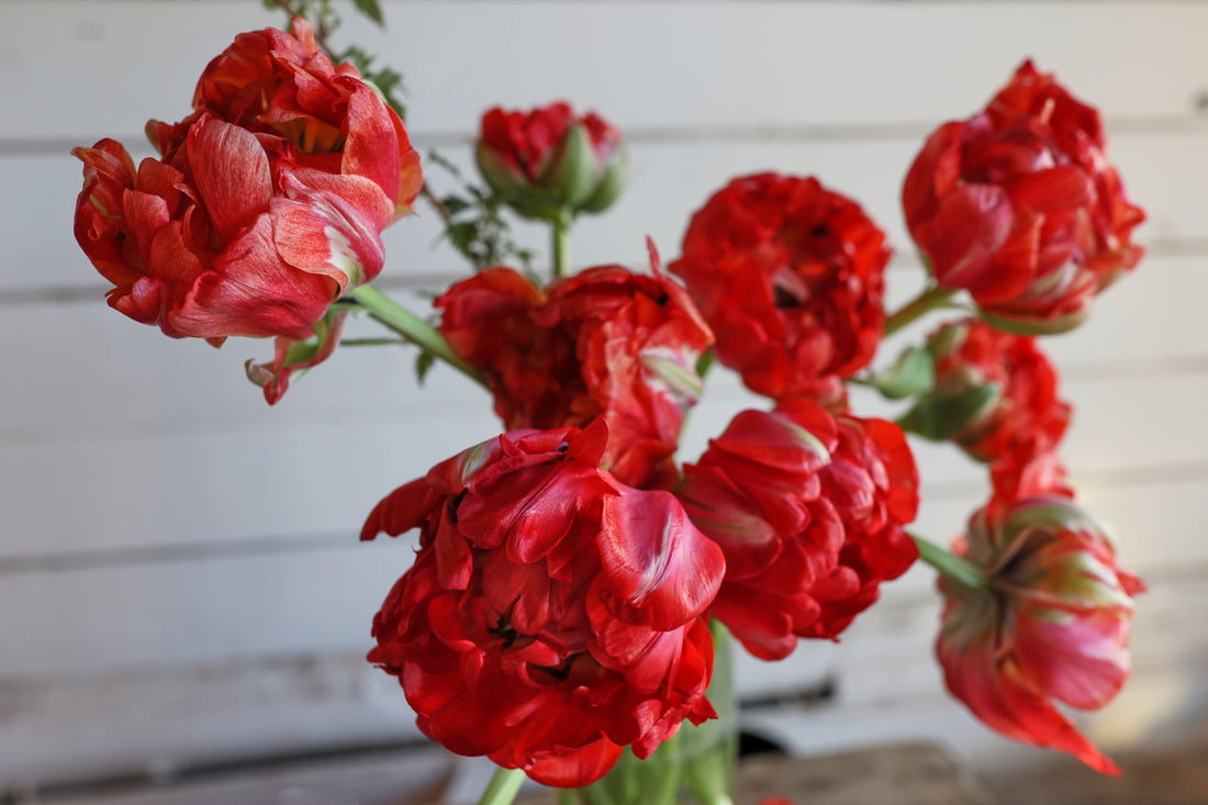 Les tulipes de spécialité