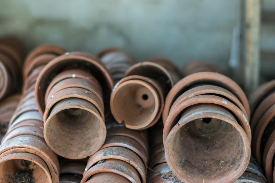Forcer des bulbes en pot