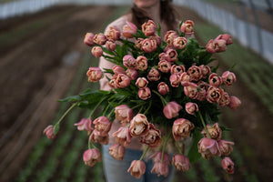 Comment choisir ses variétés de tulipes