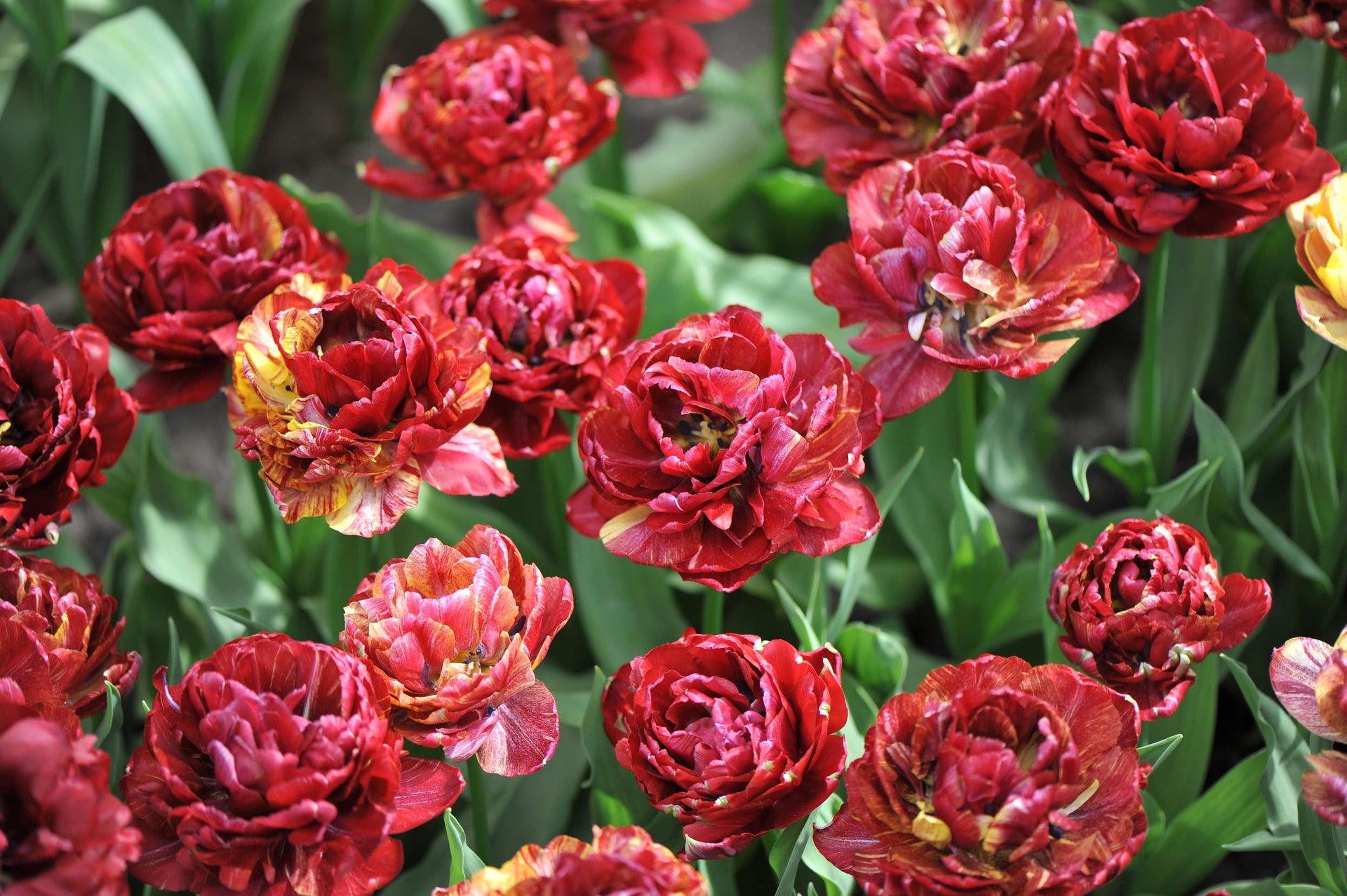 Quand et comment planter des bulbes de tulipes Floramama — free download