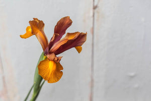 Iris bulbeux