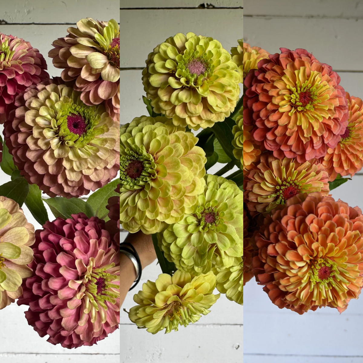 Vente de plants de fleurs 2025