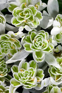 Perce-neiges