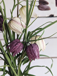 Fritillaires