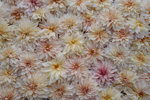 Tubercules de dahlias