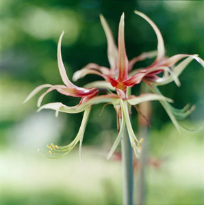 Amaryllis