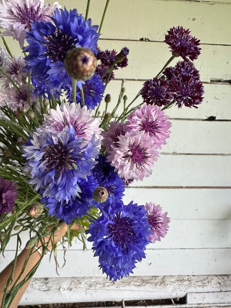 Centaurée Classic Fantastic