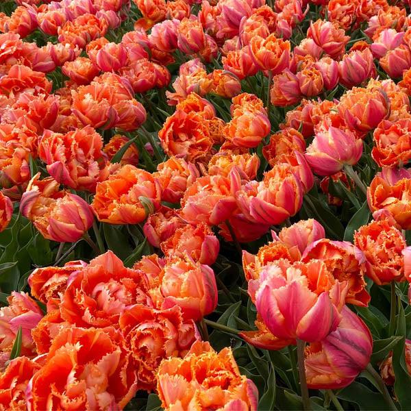 Tulipe Royal Centennial
