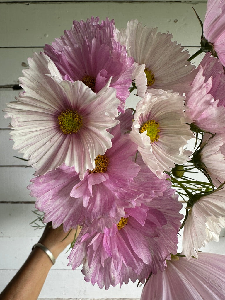 Cosmos Cupcake Blush