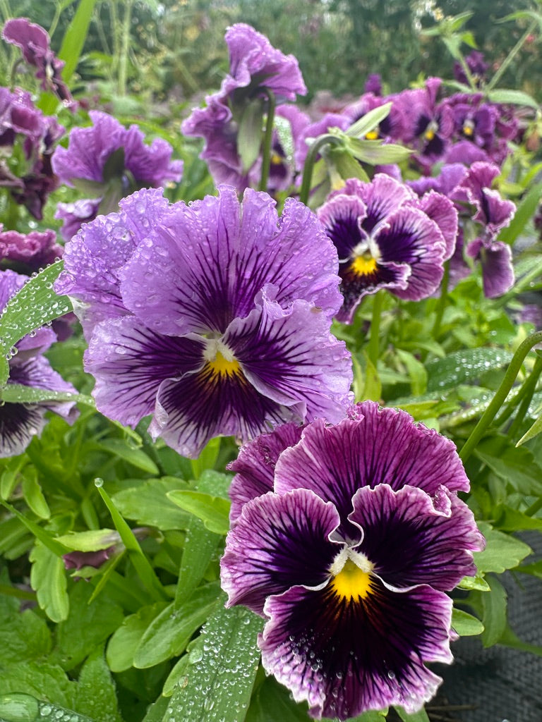 Pansy Frizzle Sizzle Blue F1
