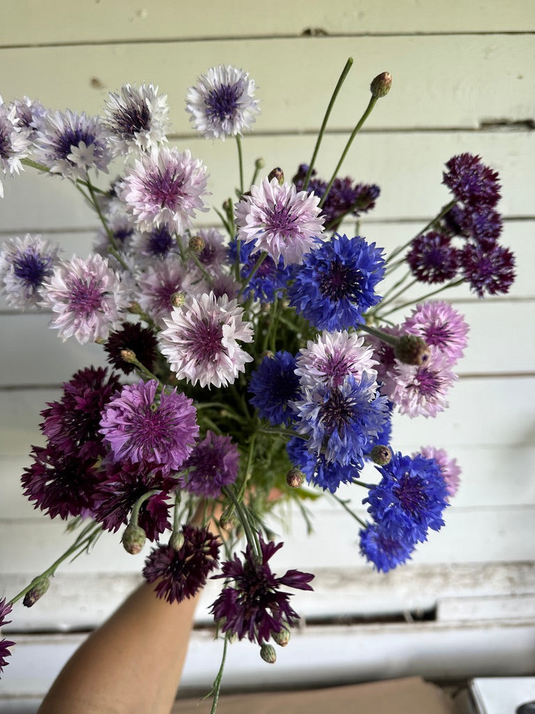 Centaurée Classic Fantastic