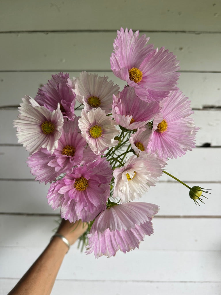 Cosmos Cupcake Blush