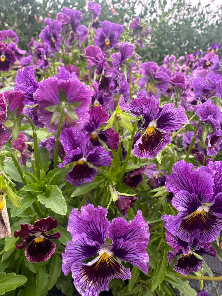 Pansy Frizzle Sizzle Blue F1
