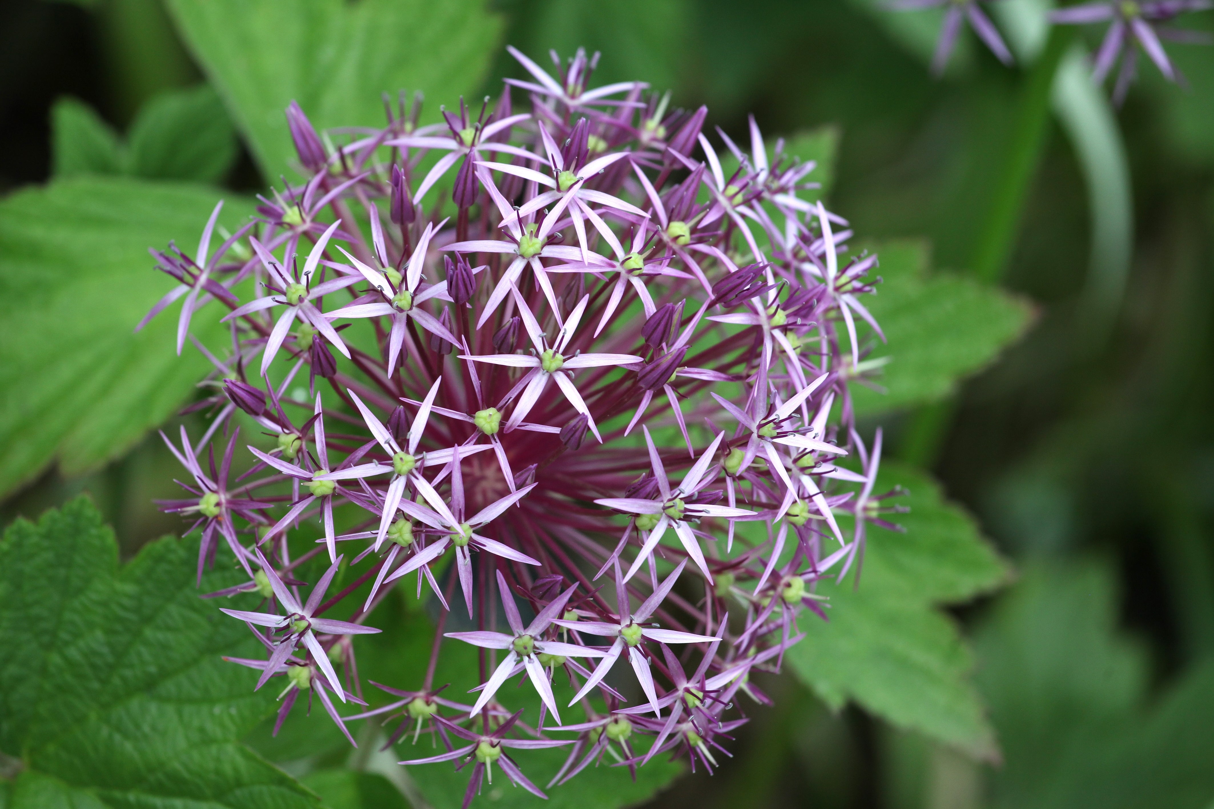 Allium Christophii