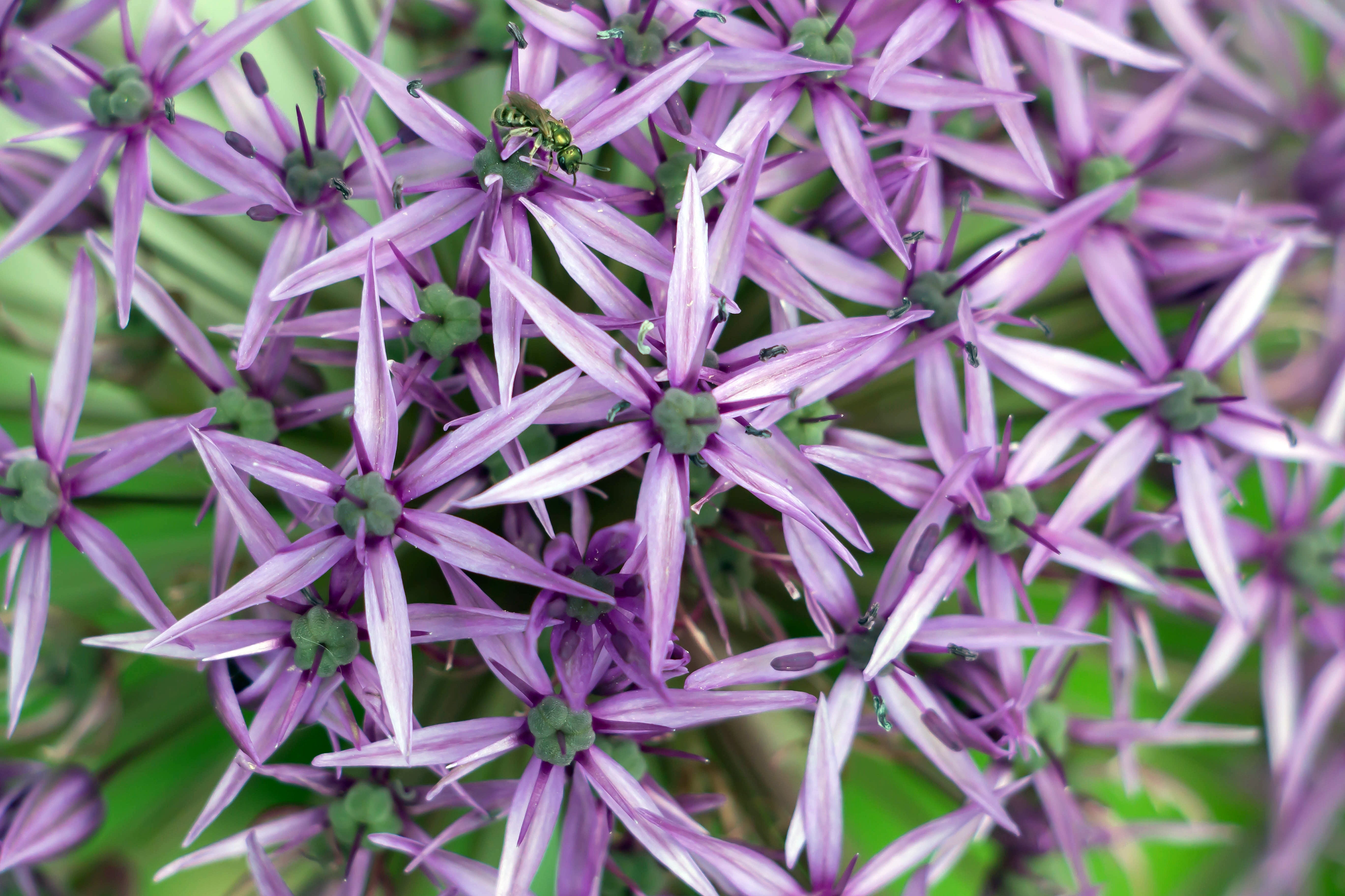 Allium Christophii