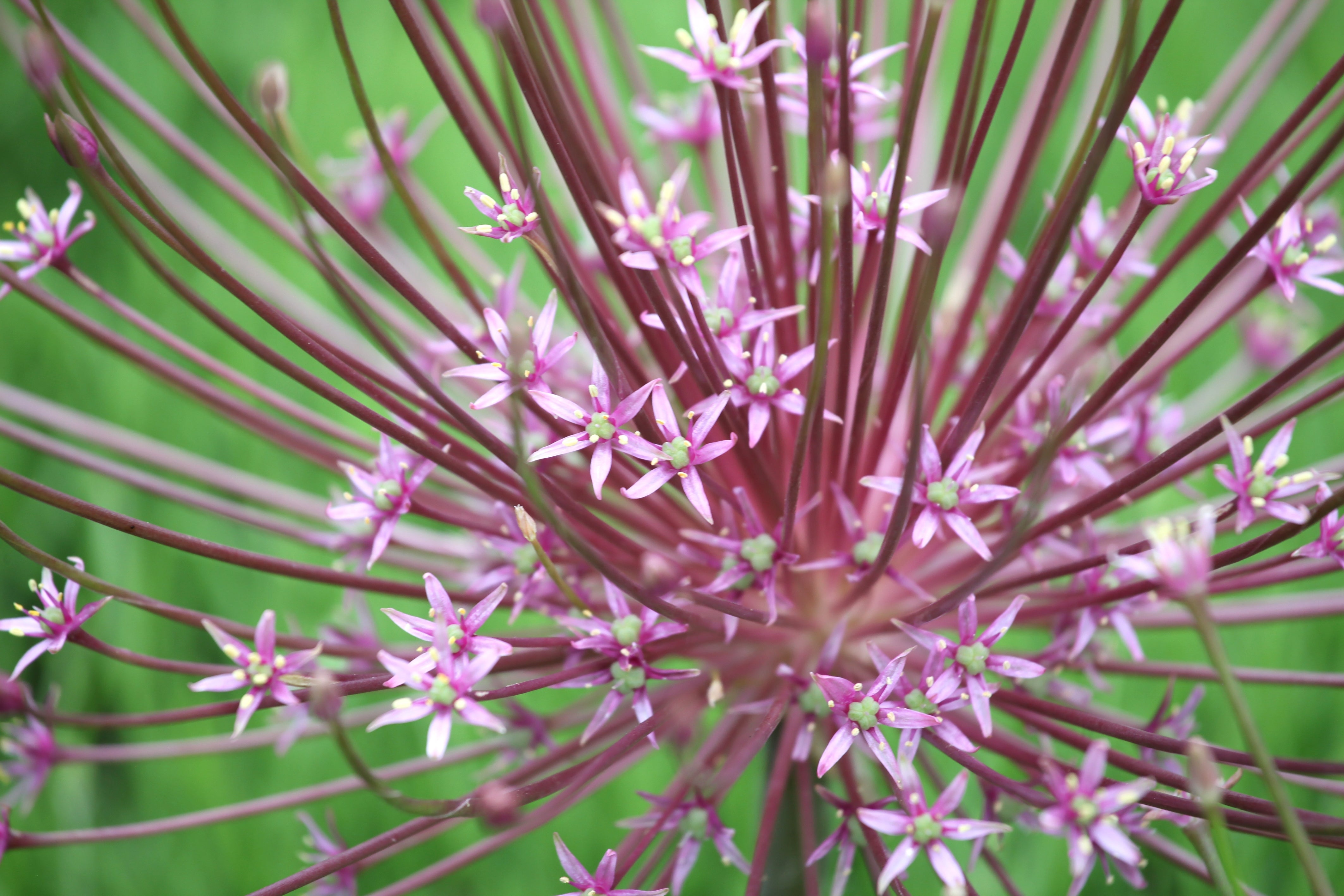 Allium Schubertii