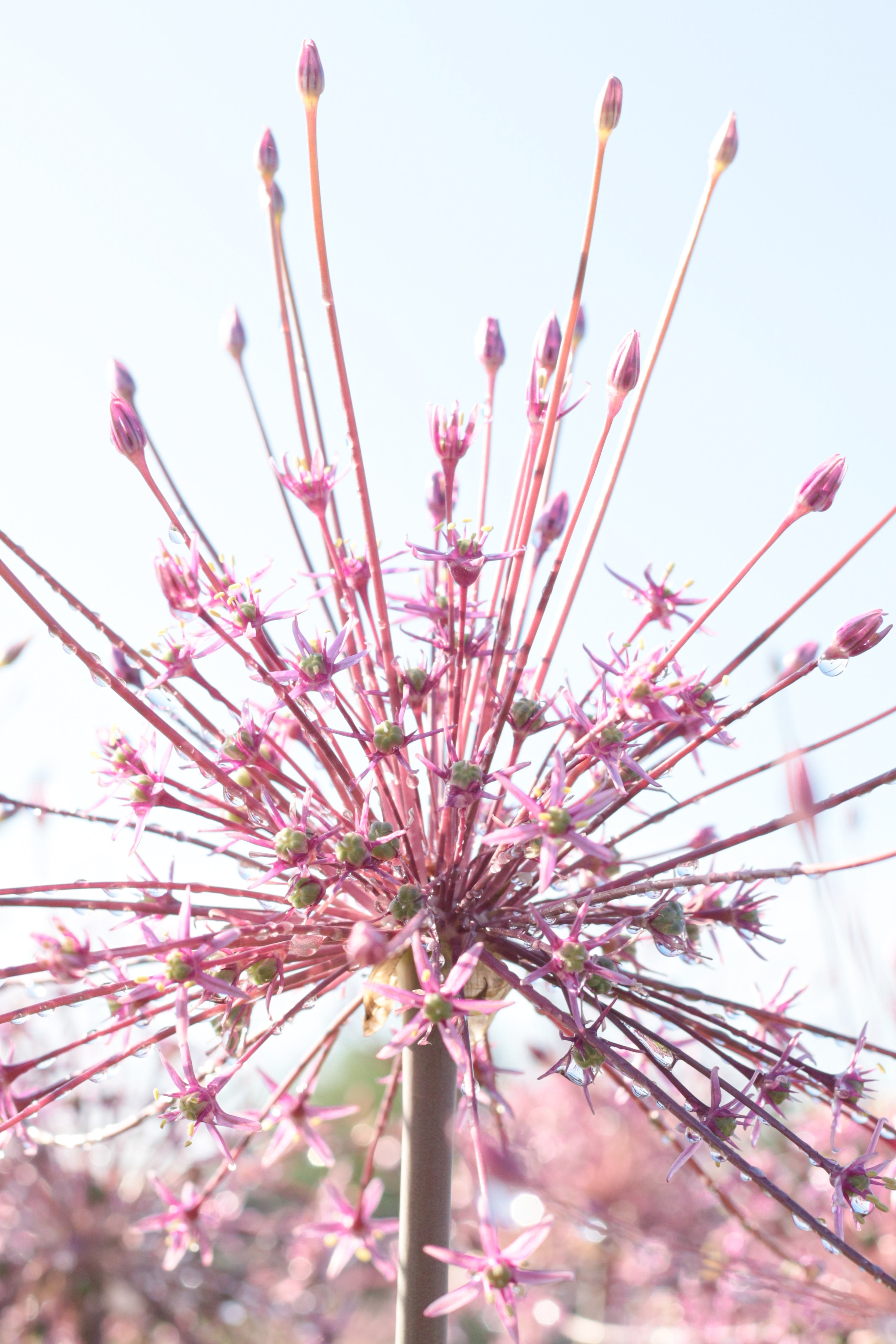 Allium Schubertii