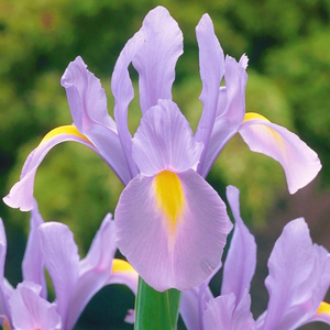 Iris bulbeux Pink Panther