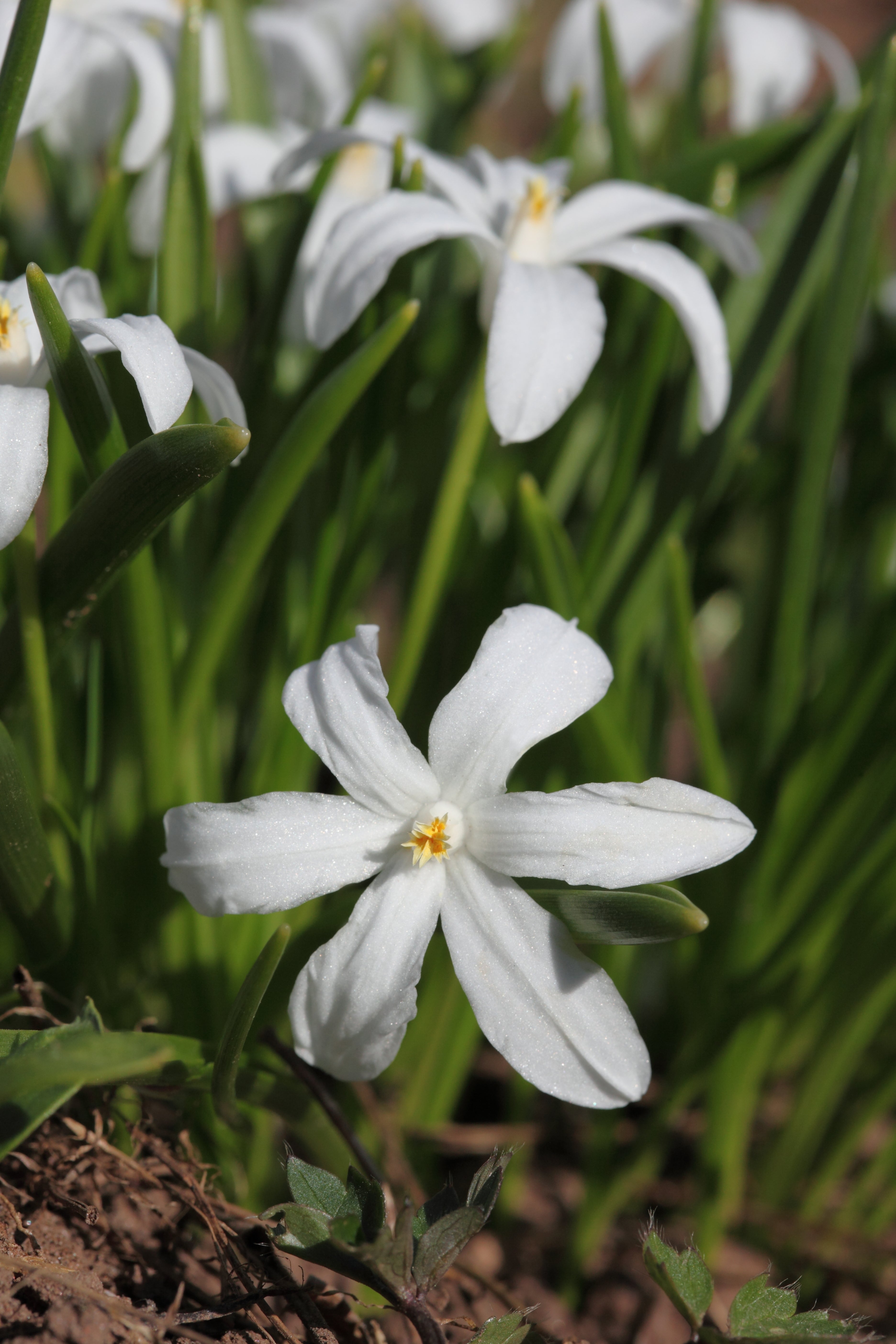Chionodoxa Glory of the snow - Alba