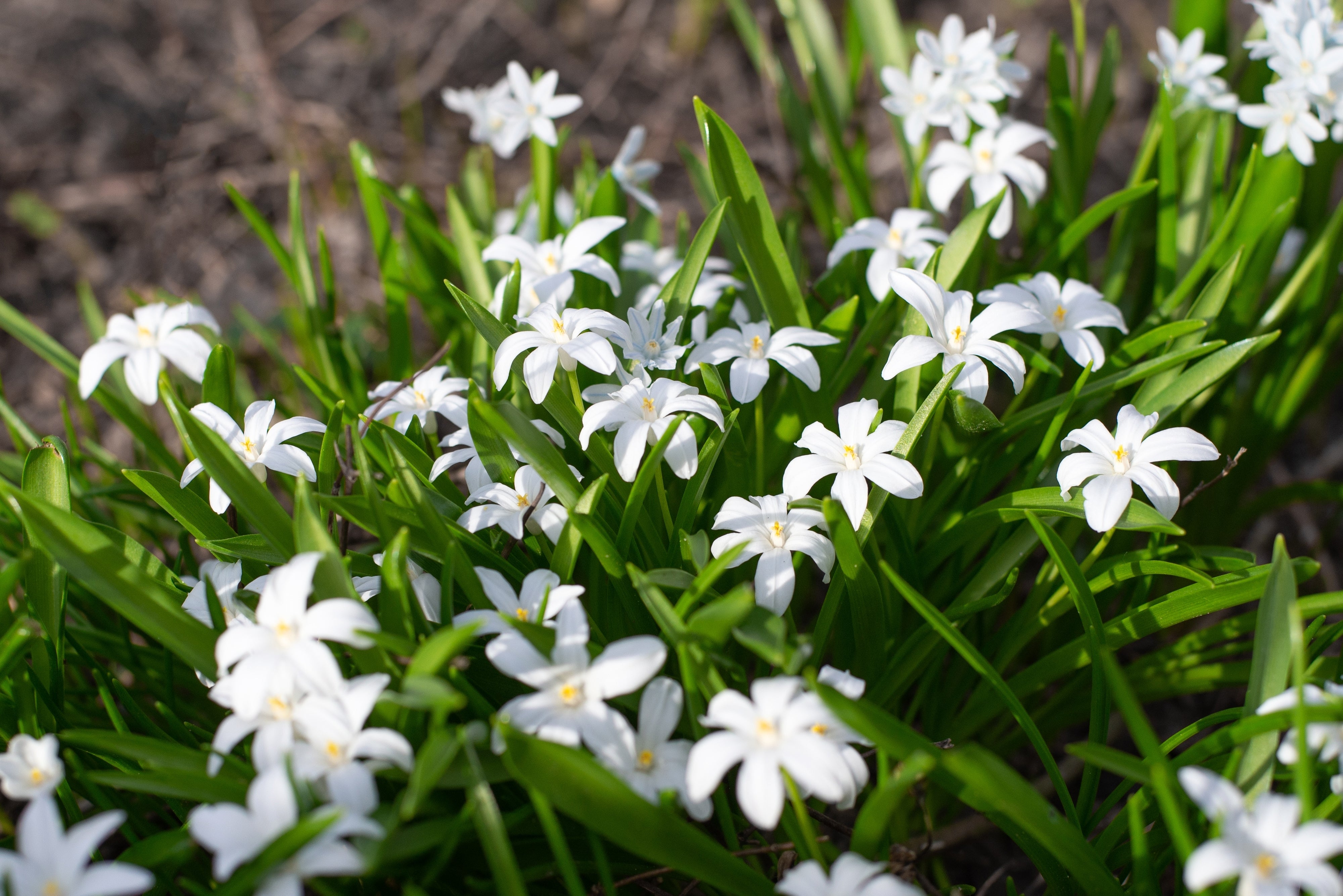 Chionodoxa Glory of the snow - Alba