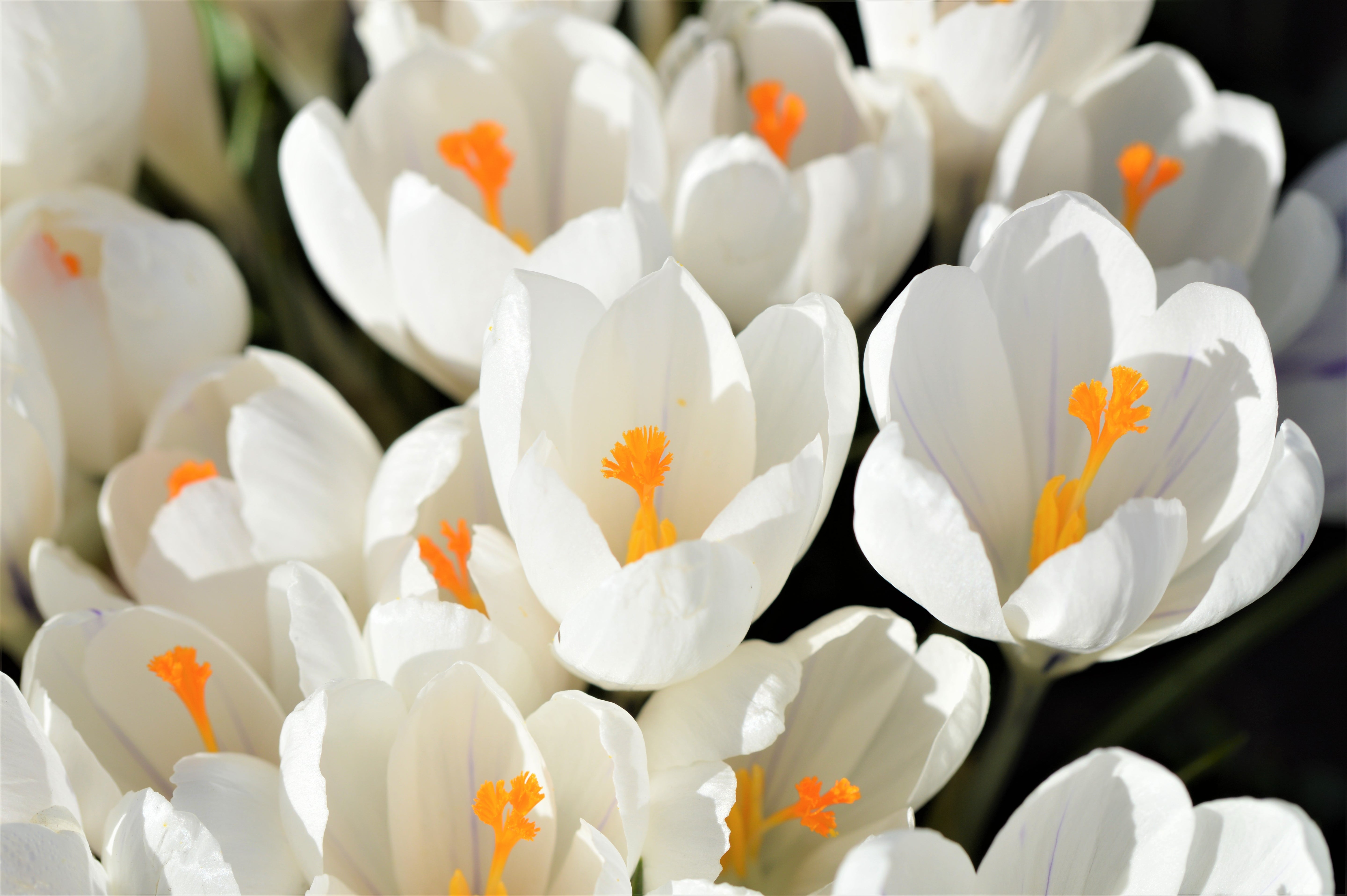 Crocus - Snowstorm