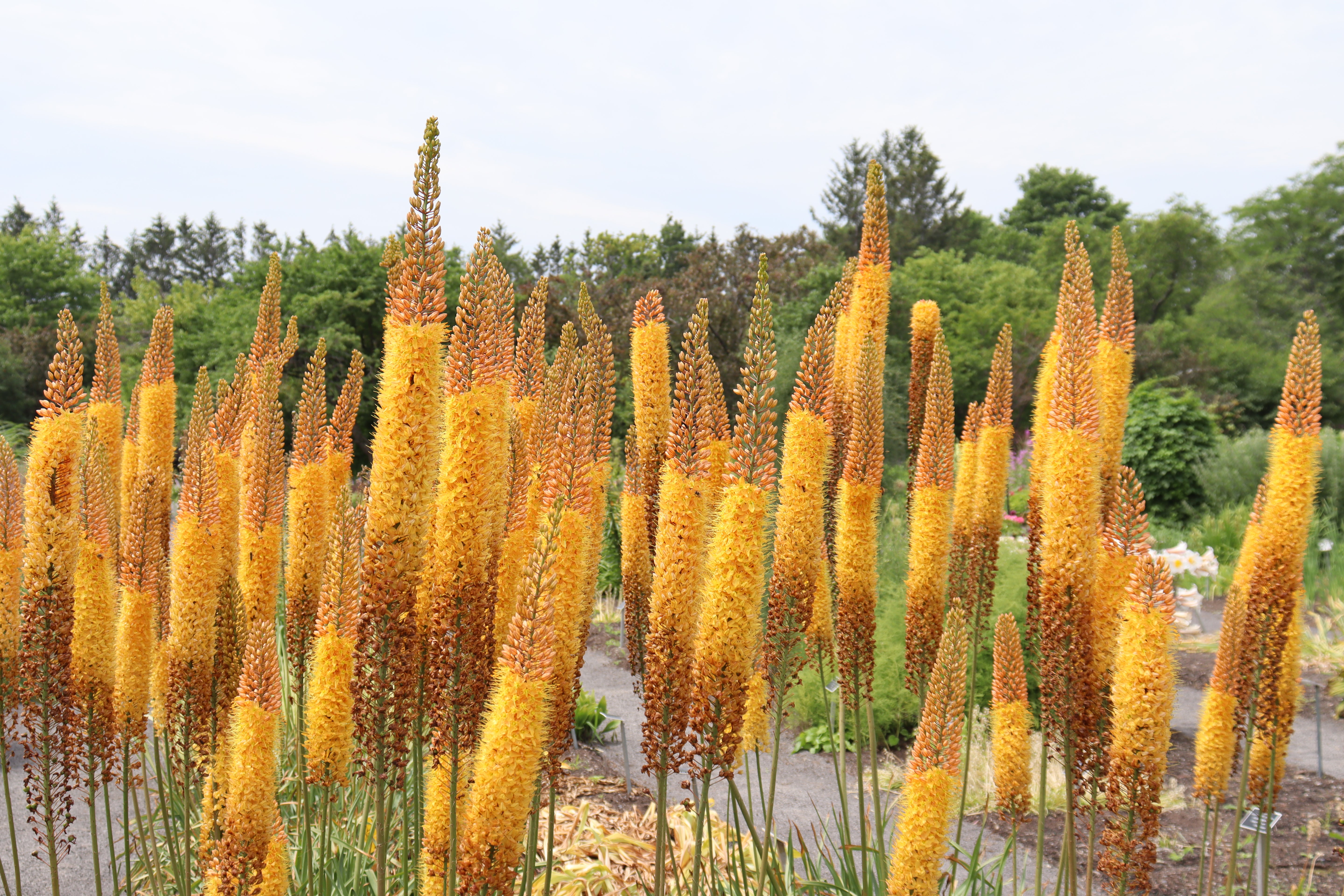 Eremurus - Isabellinus Pinokkio
